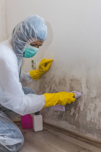 Trusted Hailey, ID Mold Removal Experts